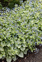 Jack Frost Bugloss (Brunnera macrophylla 'Jack Frost') at Canadale Nurseries