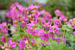 Bevan's Variety Cranesbill (Geranium macrorrhyzum 'Bevan's Variety') at Canadale Nurseries