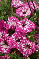 Headliner Pink Sky Petunia (Petunia 'KLEPH17342') at Canadale Nurseries