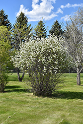 Smokey Saskatoon (Amelanchier alnifolia 'Smokey') at Canadale Nurseries