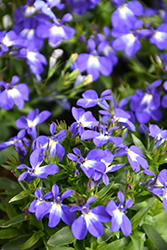 Laguna Compact Blue with Eye Lobelia (Lobelia erinus 'Lobetis') at Canadale Nurseries