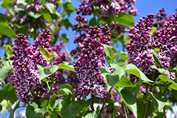 Sensation Lilac (Syringa vulgaris 'Sensation') at Canadale Nurseries