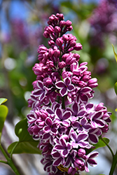 Sensation Lilac (Syringa vulgaris 'Sensation') at Canadale Nurseries