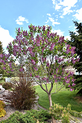 Sensation Lilac (Syringa vulgaris 'Sensation') at Canadale Nurseries