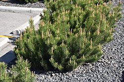 Dwarf Mugo Pine (Pinus mugo var. pumilio) at Canadale Nurseries