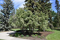 Thiessen Saskatoon (Amelanchier alnifolia 'Thiessen') at Canadale Nurseries