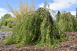 Young's Weeping Birch (Betula pendula 'Youngii') at Canadale Nurseries