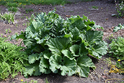 Canada Red Rhubarb (Rheum 'Canada Red') at Canadale Nurseries