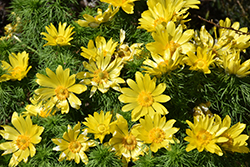 Spring Adonis (Adonis vernalis) at Canadale Nurseries