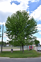 Silver Maple (Acer saccharinum) at Canadale Nurseries