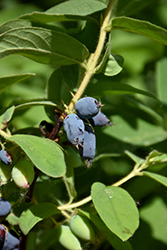 Yezberry® Solo Japanese Haskap (Lonicera caerulea 'Kapu') at Canadale Nurseries