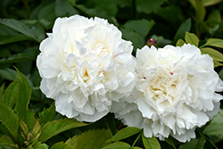 Duchesse de Nemours Peony (Paeonia 'Duchesse de Nemours') at Canadale Nurseries