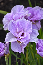 Pink Parfait Siberian Iris (Iris sibirica 'Pink Parfait') at Canadale Nurseries