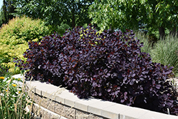 Royal Purple Smokebush (Cotinus coggygria 'Royal Purple') at Canadale Nurseries