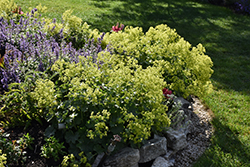 Gold Strike Lady's Mantle (Alchemilla 'Gold Strike') at Canadale Nurseries