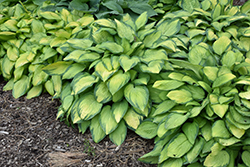 Paul's Glory Hosta (Hosta 'Paul's Glory') at Canadale Nurseries