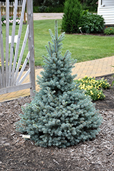Sester Dwarf Blue Spruce (Picea pungens 'Sester Dwarf') at Canadale Nurseries