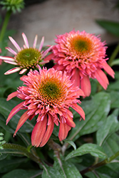 Double Scoop Cranberry Coneflower (Echinacea 'Balscanery') at Canadale Nurseries