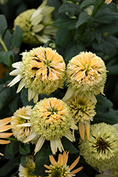 Double Scoop Lemon Cream Coneflower (Echinacea 'Balsclemc') at Canadale Nurseries