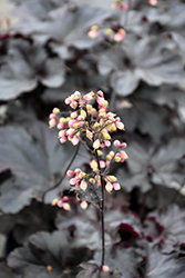Black Pearl Coral Bells (Heuchera 'Black Pearl') at Canadale Nurseries
