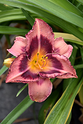 Happy Ever Appster Just Plum Happy Daylily (Hemerocallis 'Just Plum Happy') at Canadale Nurseries