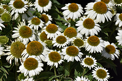 Sombrero Blanco Coneflower (Echinacea 'Balsomblanc') at Canadale Nurseries