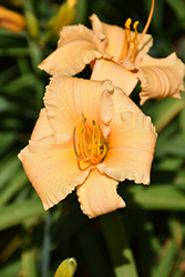 Happy Ever Appster Apricot Sparkles Daylily (Hemerocallis 'Apricot Sparkles') at Canadale Nurseries