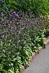 Hummelo Betony (Stachys monieri 'Hummelo') at Canadale Nurseries
