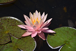 Pink Grapefruit Hardy Water Lily (Nymphaea 'Pink Grapefruit') at Canadale Nurseries