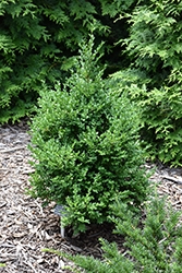 Green Mountain Boxwood (Buxus 'Green Mountain') at Canadale Nurseries