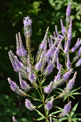 Fascination Culver's Root (Veronicastrum virginicum 'Fascination') at Canadale Nurseries