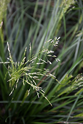 Golden Dew Tufted Hair Grass (Deschampsia cespitosa 'Goldtau') at Canadale Nurseries