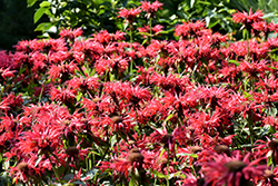 Gardenview Scarlet Beebalm (Monarda 'Gardenview Scarlet') at Canadale Nurseries