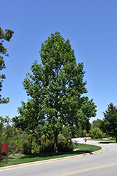 Tuliptree (Liriodendron tulipifera) at Canadale Nurseries
