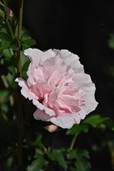 Pink Chiffon Rose of Sharon (Hibiscus syriacus 'JWNWOOD4') at Canadale Nurseries