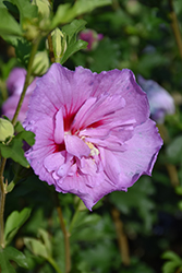 Lavender Chiffon Rose Of Sharon (Hibiscus syriacus 'Notwoodone') at Canadale Nurseries