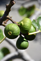 Chicago Hardy Fig (Ficus carica 'Chicago Hardy') at Canadale Nurseries