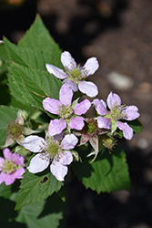 Chester Thornless Blackberry (Rubus 'Chester') at Canadale Nurseries