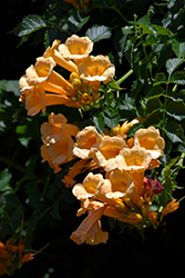 Yellow Trumpetvine (Campsis radicans 'Flava') at Canadale Nurseries