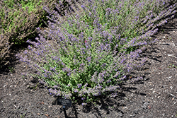 Junior Walker Catmint (Nepeta x faassenii 'Novanepjun') at Canadale Nurseries