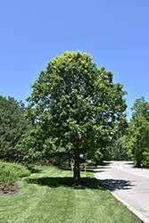 Bur Oak (Quercus macrocarpa) at Canadale Nurseries