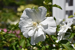 White Chiffon Rose of Sharon (Hibiscus syriacus 'Notwoodtwo') at Canadale Nurseries