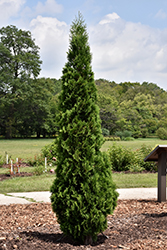 North Pole Arborvitae (Thuja occidentalis 'Art Boe') at Canadale Nurseries