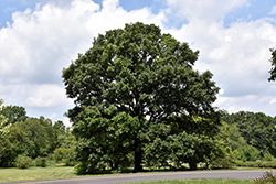 Swamp White Oak (Quercus bicolor) at Canadale Nurseries