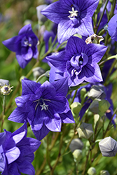 Astra Double Blue Balloon Flower (Platycodon grandiflorus 'Astra Double Blue') at Canadale Nurseries
