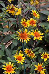 Burning Hearts False Sunflower (Heliopsis helianthoides 'Burning Hearts') at Canadale Nurseries