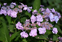 Tiny Tuff Stuff Hydrangea (Hydrangea serrata 'MAKD') at Canadale Nurseries
