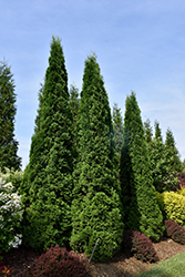 North Pole Arborvitae (Thuja occidentalis 'Art Boe') at Canadale Nurseries
