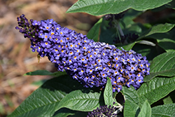Pugster Blue Butterfly Bush (Buddleia 'SMNBDBT') at Canadale Nurseries