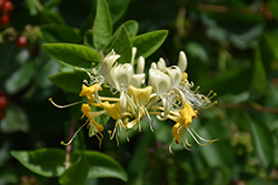 Scentsation Honeysuckle (Lonicera periclymenum 'Scentsation') at Canadale Nurseries